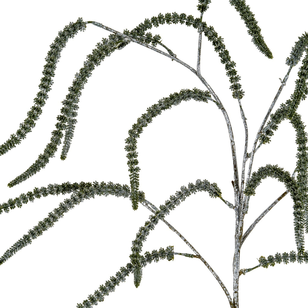 Festive Amaranthus