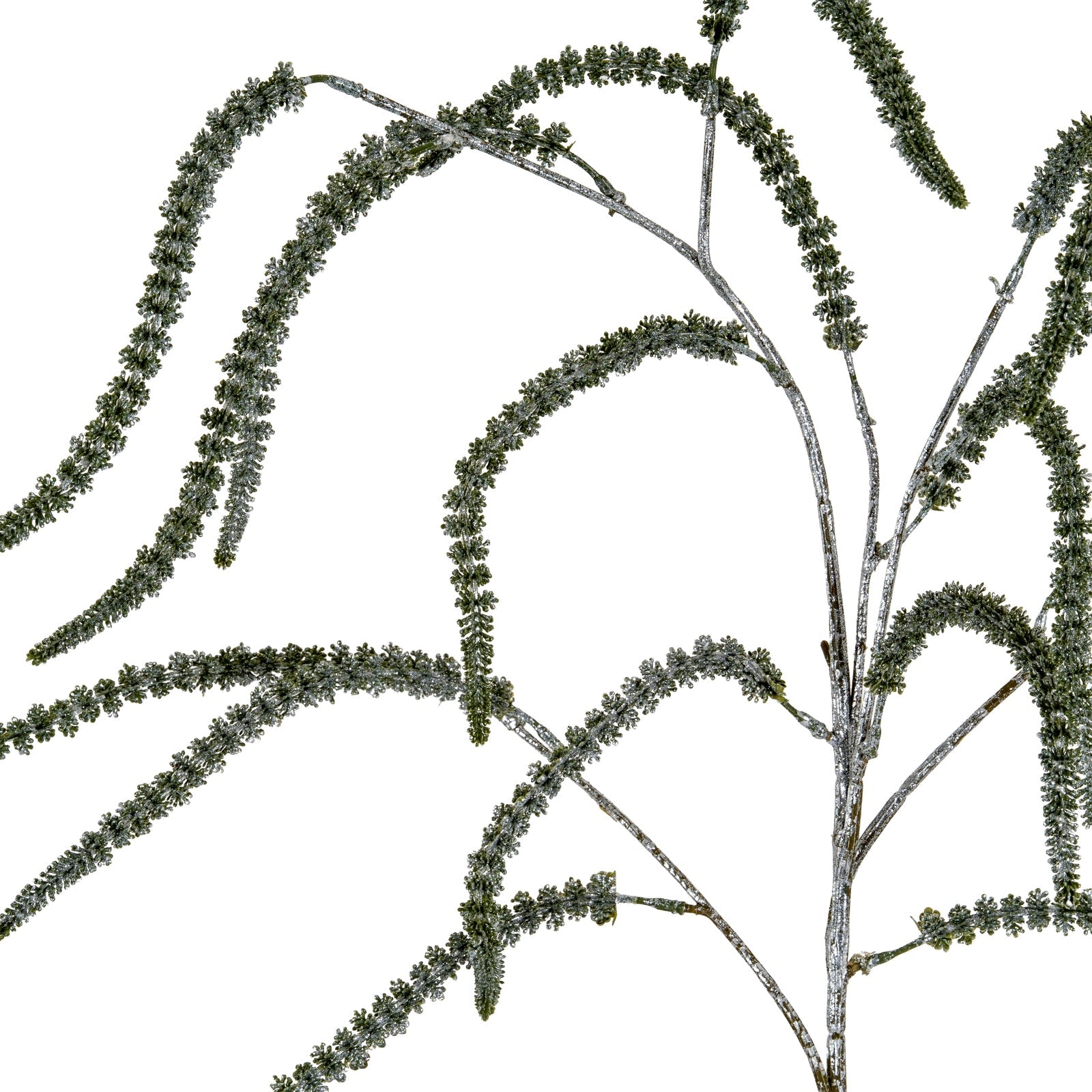 Festive Amaranthus