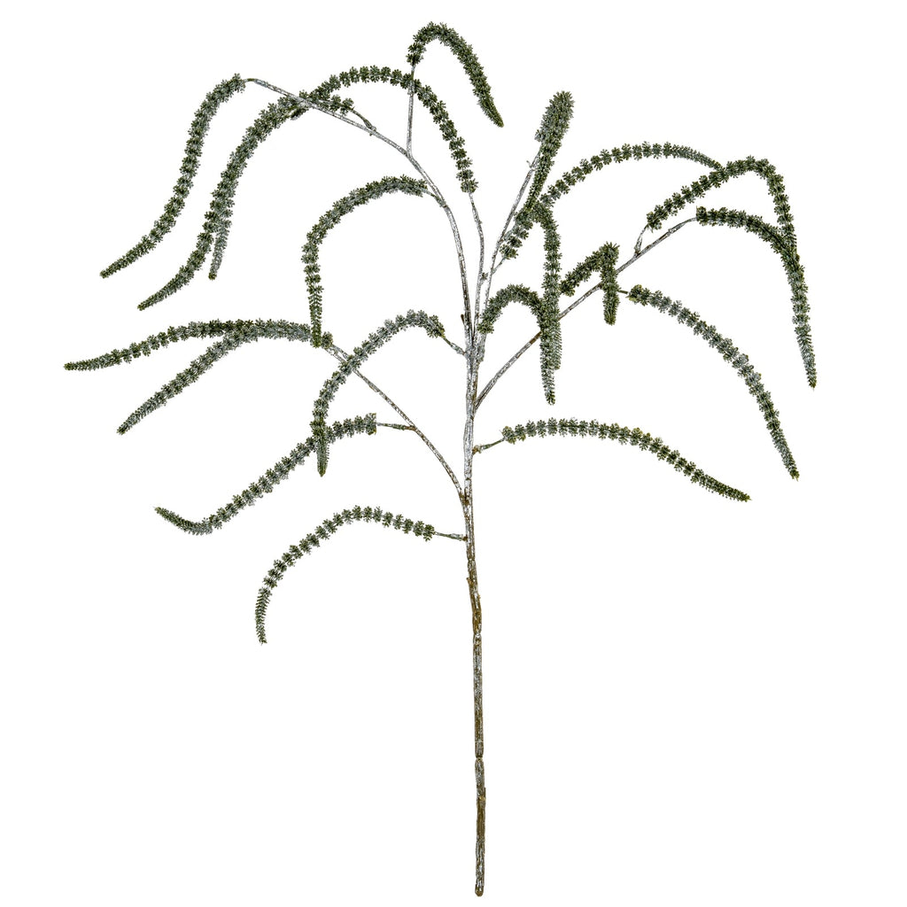 Festive Amaranthus