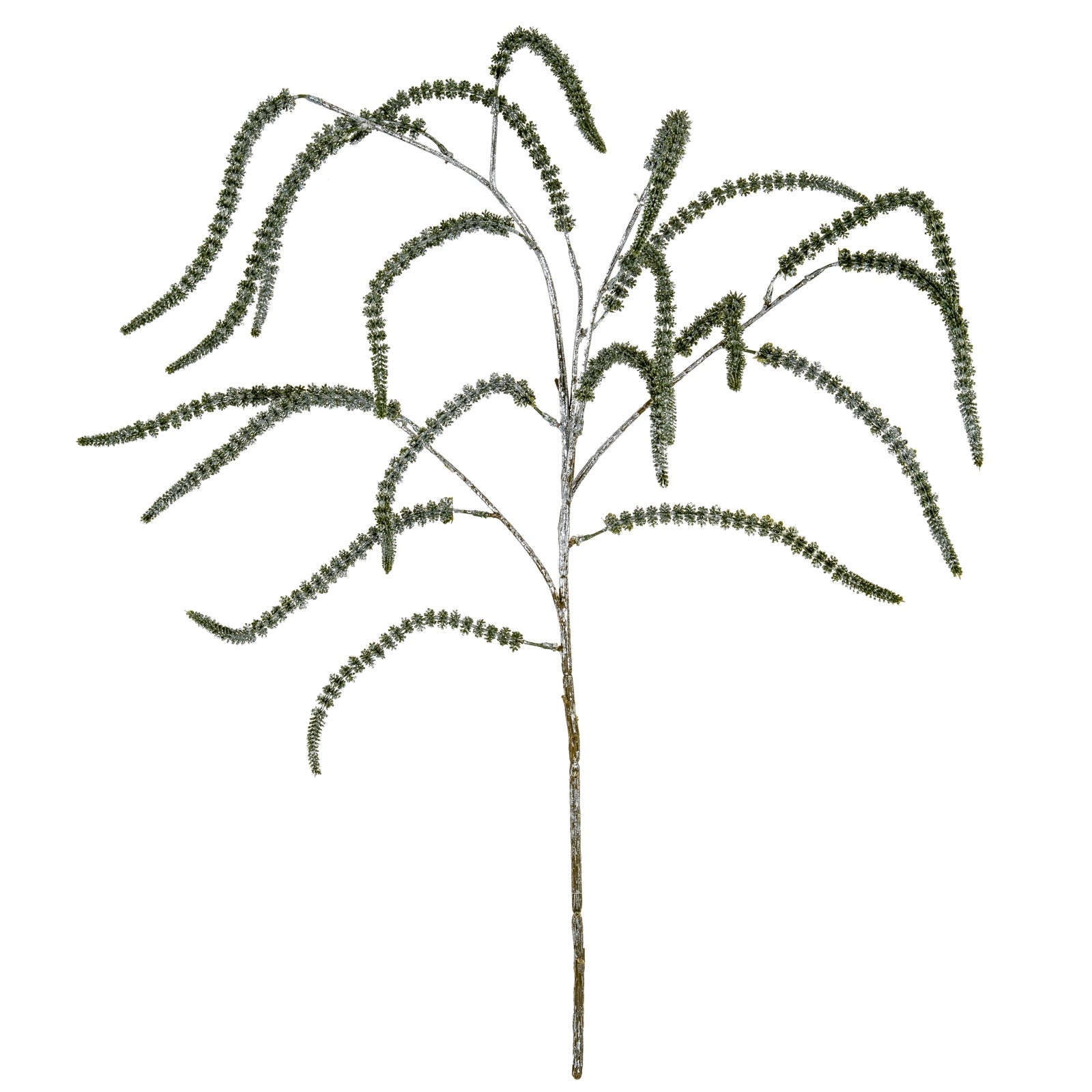 Festive Amaranthus